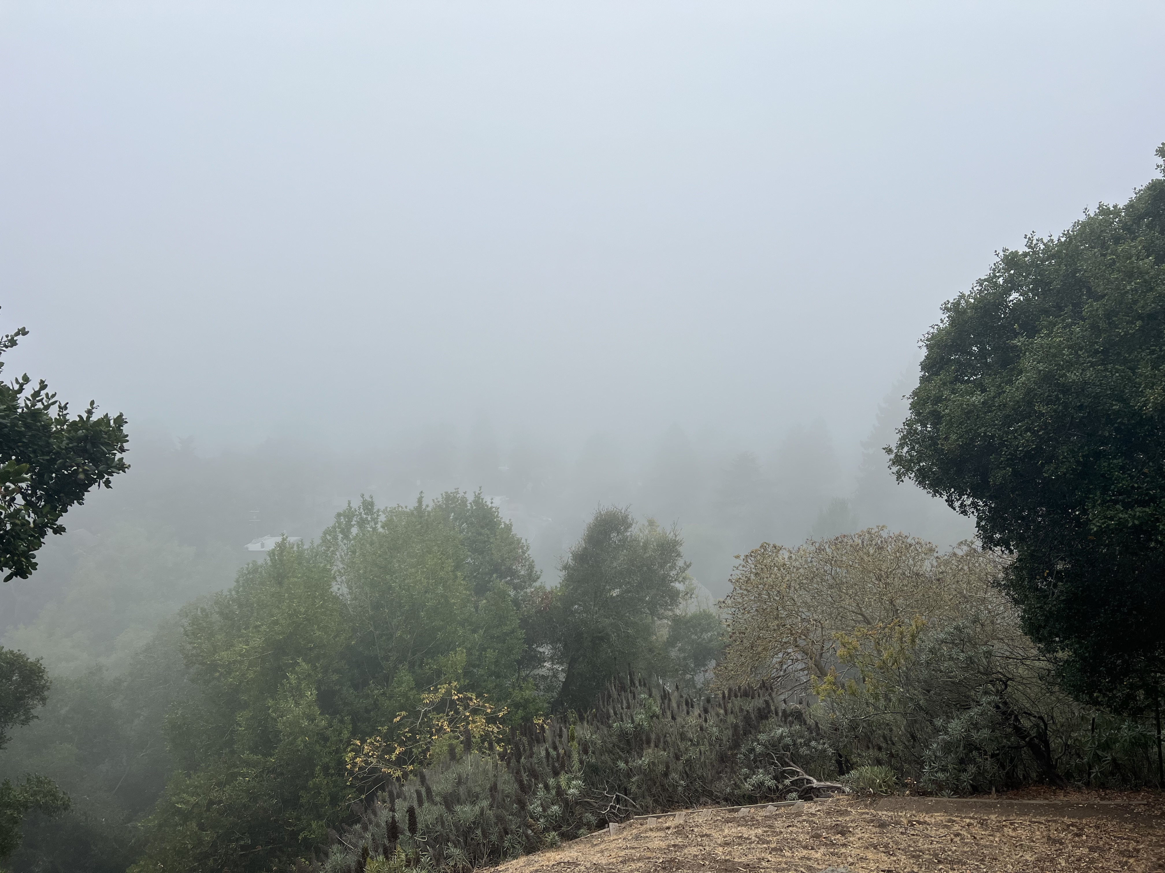Seasonally appropriate view of the Golden Gate
bridge from La Loma